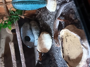 Leopardgecko als haustier