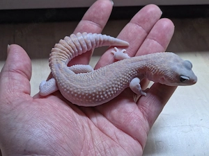 Hemitheconyx caudicinctus - AFT Gecko - Zuchtpaar -Tausch möglich!