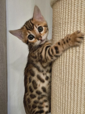 Reinrassige Bengal Spotted Tabby Bengalkitten Bengal Kitten
