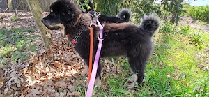 Do khyi Welpen aus VDH-Zucht 