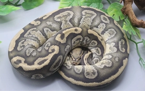 1.0 Orbit Ghost het. Piebald ENZ 2022