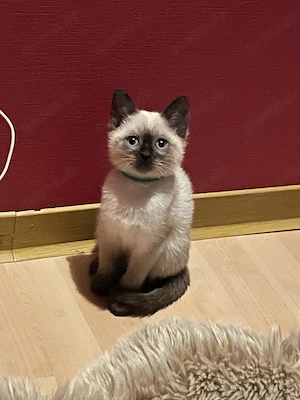 Reinrassige Siam-Thai kitten
