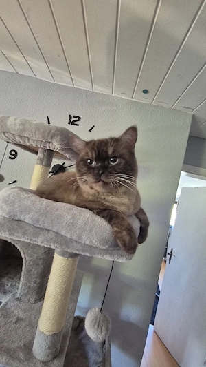 kater sucht dringend zuhause 