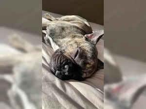 Französische Bulldogge (Deckrüde)