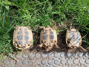 Testudo hermanni - Griechische Landschildkröten