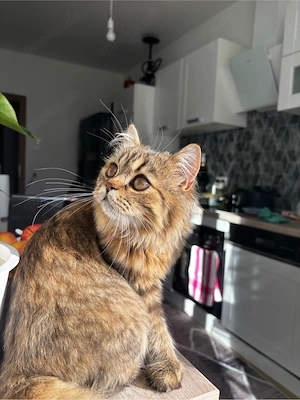 BLH Katze zu verkaufen