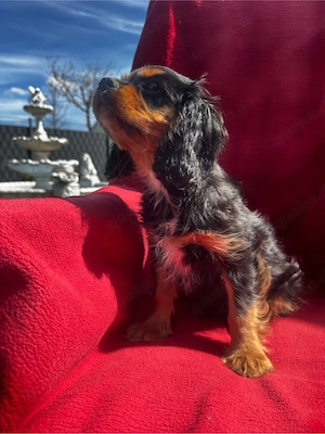 cavalier King Charles Spaniel sucht neues haus
