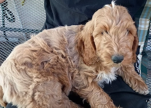 Cockapoo Cockerpoo Welpen können am nächster Woche eine neue Familie erfreuen 