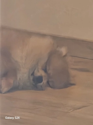 pomeranian zwergspitz