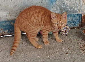 Katze Kastriert Tierschutz Bundesweite Vermittlung 