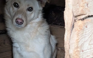 Für Menschen mit Herz und Geduld: Tofu wartet auf ihr Wunder