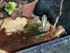 Epipedobates anthonyi abzugeben 