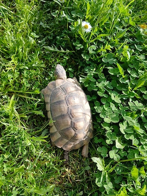 Testudo marginata - Breitrandschildkröten