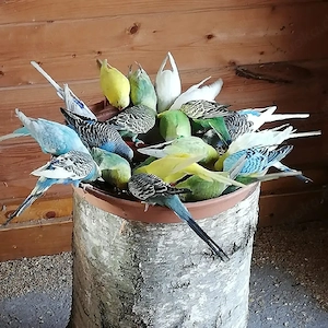 Nestjunge Wellensittiche 