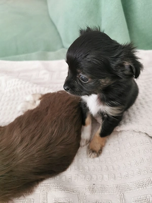  Wunderschöne Yorkshire Terrier mix Chihuahua Welpen