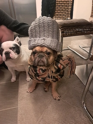 Französische bulldoggen , so lange die Anzeige online ist suchen sie noch