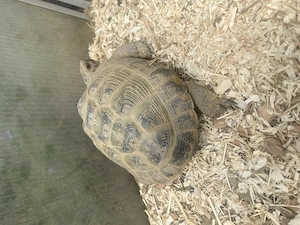 Männliche Vierzehen Landschildkröte, Testudo horsfieldii