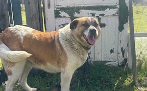 Verliebst du dich in die tolle Annie?