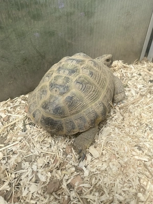 Männliche Vierzehen Landschildkröte, Testudo horsfieldii