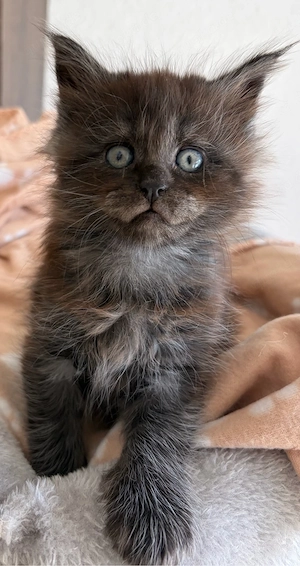 Maine Coon Mädels Bild 5