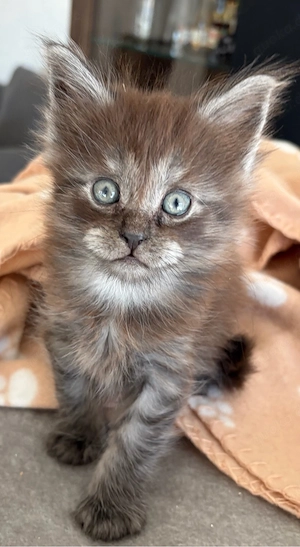 Maine Coon Mädels Bild 4