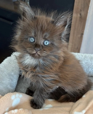 Maine Coon Mädels Bild 2