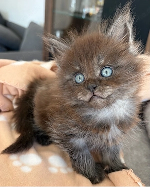 Maine Coon Mädels Bild 3