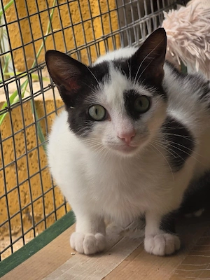 Katze Kater Kastriert Tierschutz Bundesweite Vermittlung 