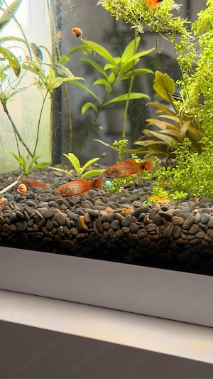 Papageienplaty Jungtiere (orange)