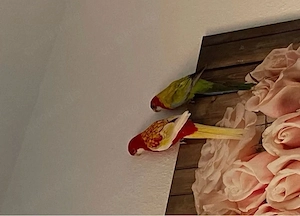 1 paar rosella 