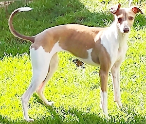 italienische Windspiel Hündin erwachsen