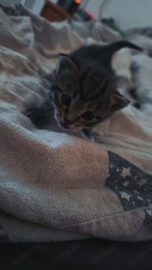 siam main coon mischling sucht zuhause für immer   