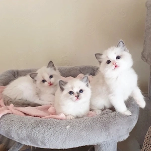 Ragdoll-Kitten zu verkaufen   