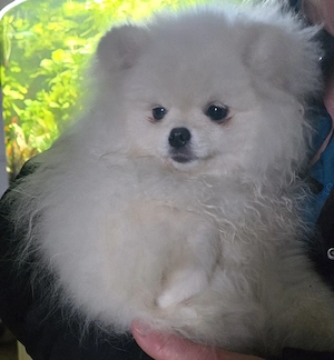Pomeranian Mädchen 