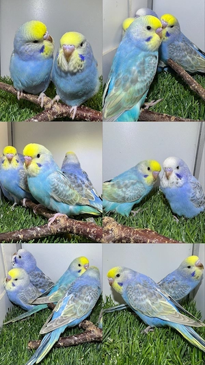 Wellensittiche ab 35 Euro