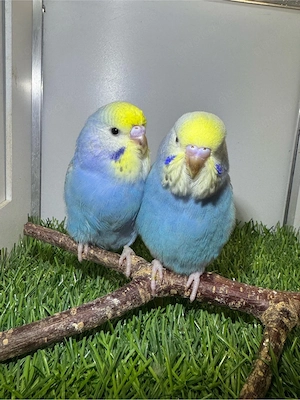 Junge Wellensittiche