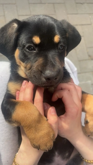 Welpe ( Rüde) zu verkaufen 