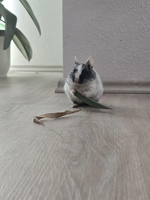 SUCHE einen Partner für unseren Degu