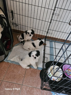 Welpen Bischon-Sitzu Toy 