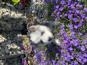 Siberian Husky Welpen Weibchen 