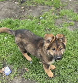 altdeutsche schäferhündin (welpe )