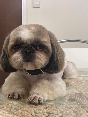 imperial Shih Tzu Hündin sucht neues Zuhause  