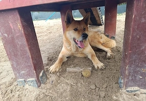 Imposanter Foxy mit sanftem Charakter