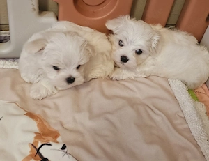 Wunderschöne kleinbleibende reinrassige Malteser Welpen 