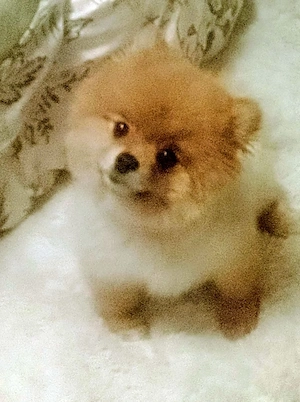 Pomeranien Zwergspietz Mädchen 