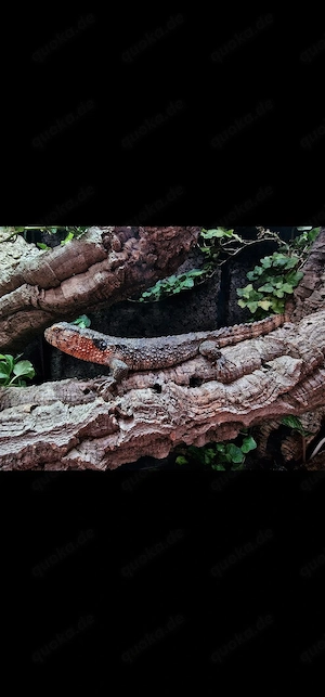 0.1 Shinisaurus crocodilurus (Krokodilschwanzechse)   NZ 2020