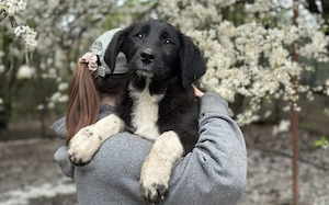 Zartes Hundemädchen Püpi