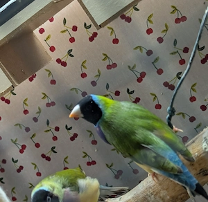 Gouldamadinen 5 Männchen zusammen abzugeben+ Voliere 