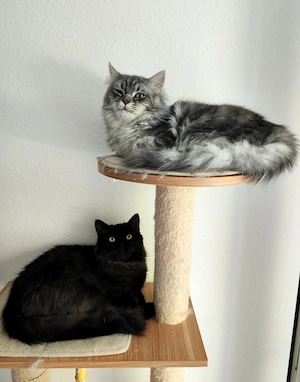 2 Sibirische Waldkatzen Haus Katze Brüder