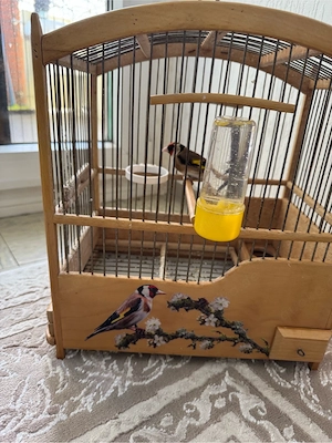 Stieglitz mit Käfig Bild 4